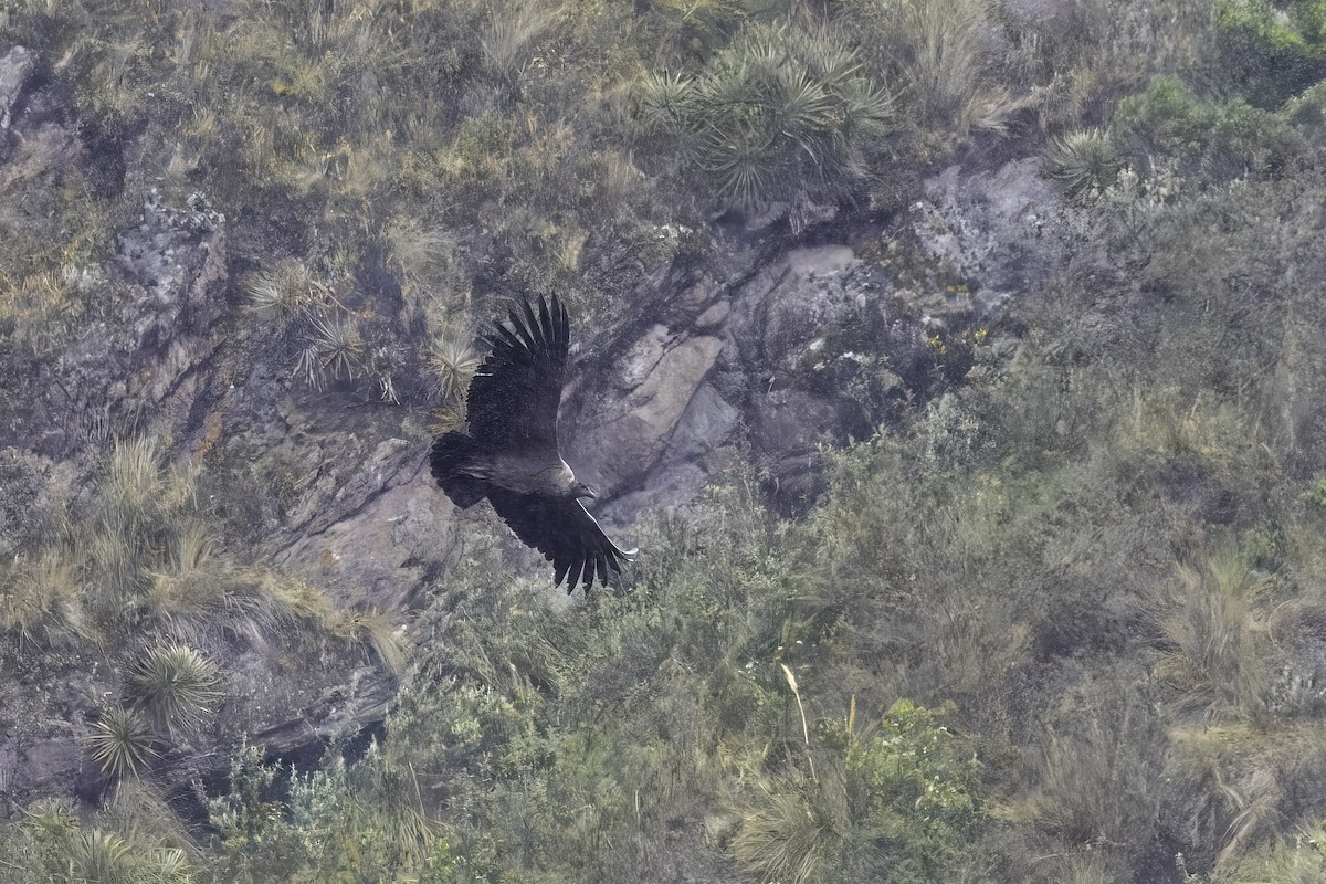 コンドル - ML646916209