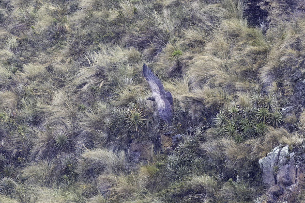 コンドル - ML646916211