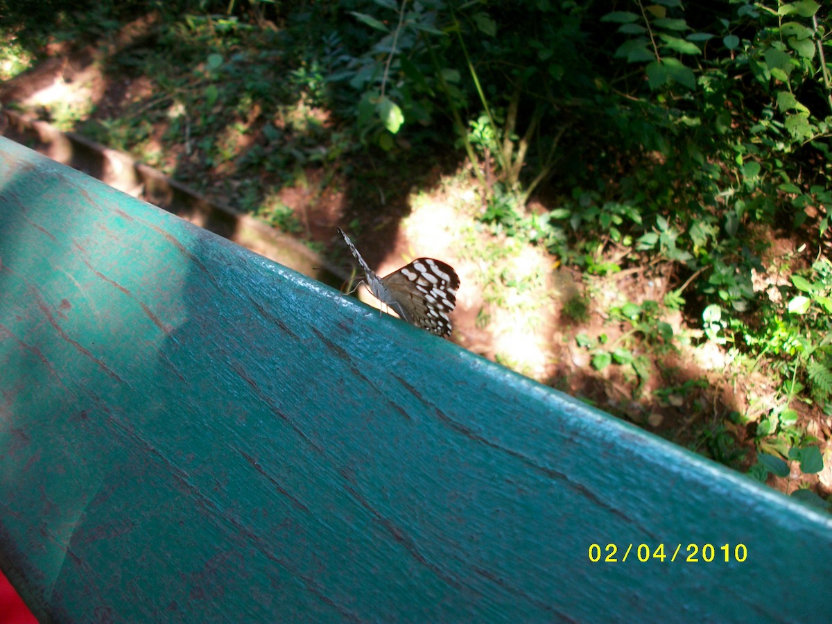 Insects - ML646916214