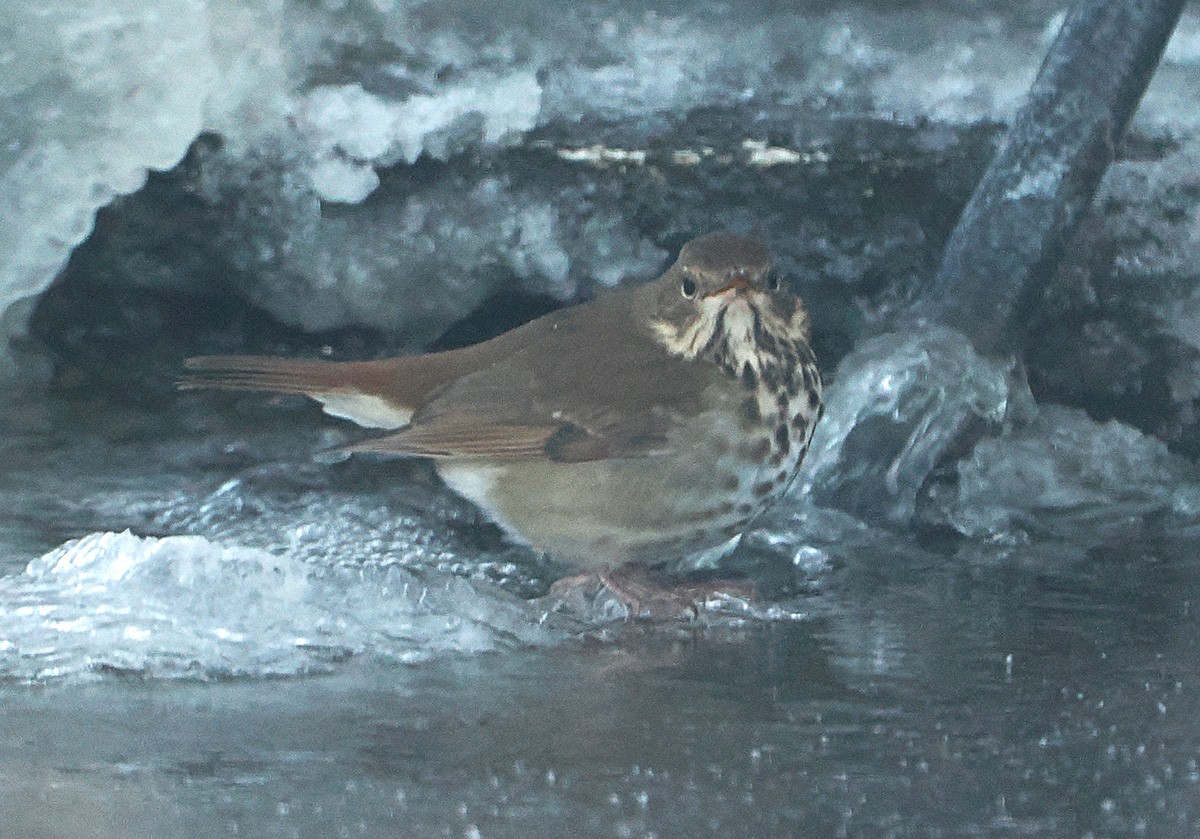 チャイロコツグミ - ML646916215