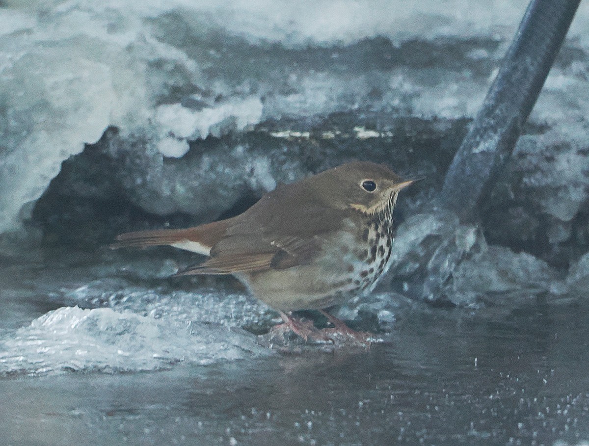 チャイロコツグミ - ML646916216