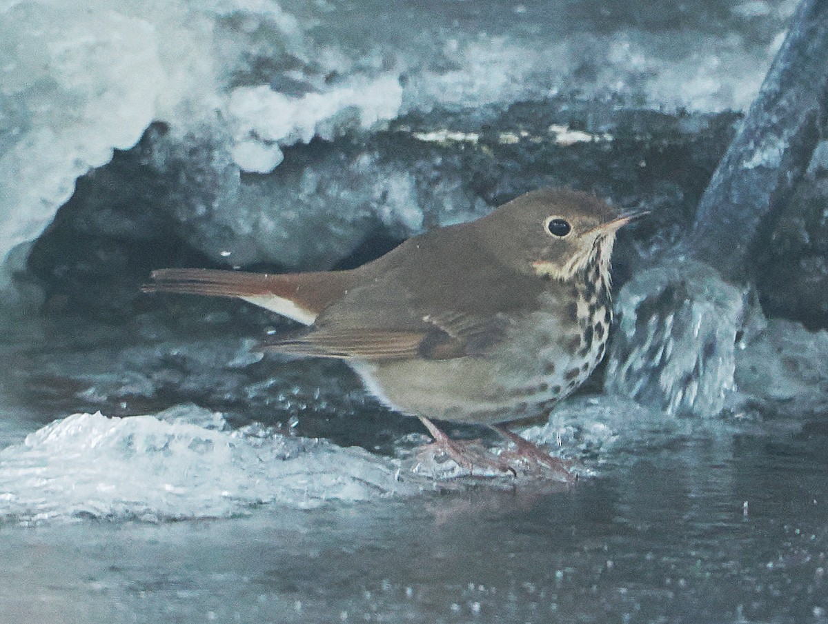 チャイロコツグミ - ML646916217