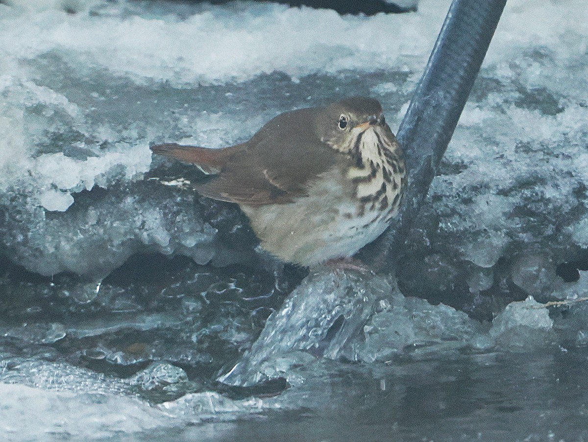 チャイロコツグミ - ML646916218