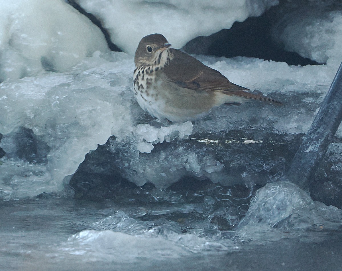 チャイロコツグミ - ML646916220