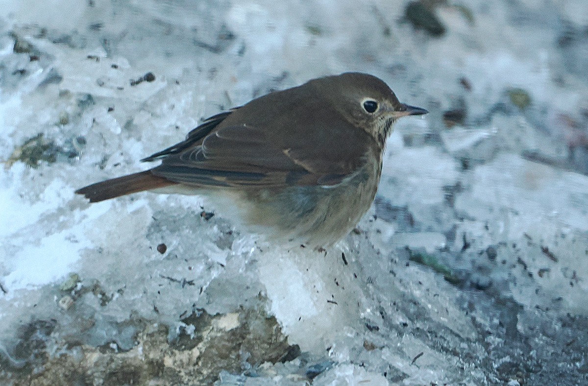 チャイロコツグミ - ML646916221