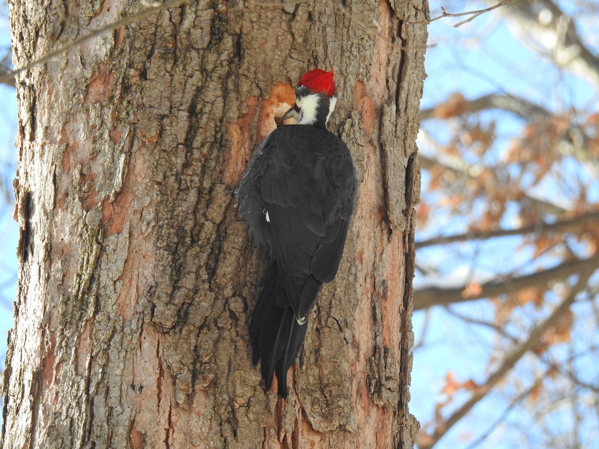 エボシクマゲラ - ML646916222