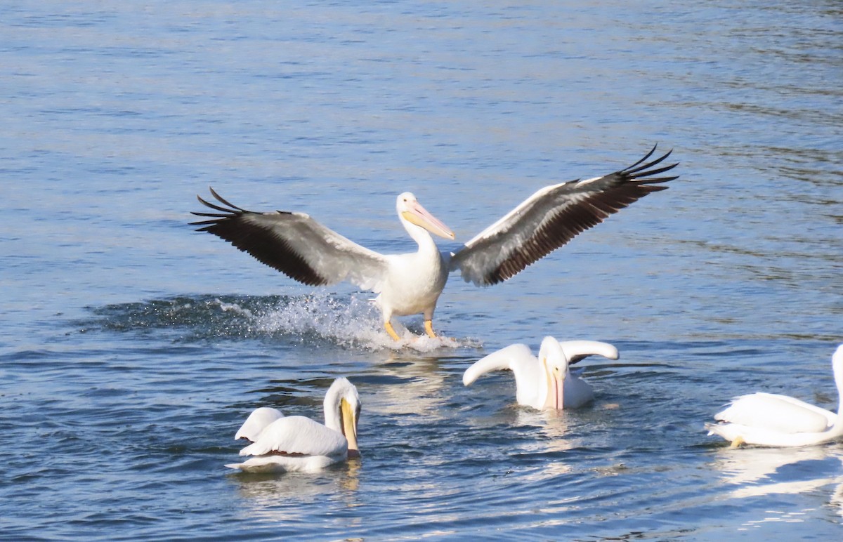 アメリカシロペリカン - ML646916224