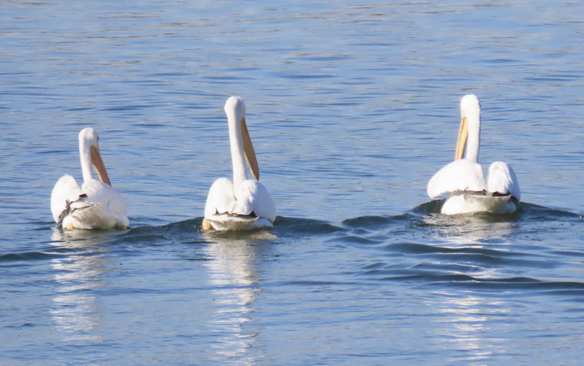 アメリカシロペリカン - ML646916225