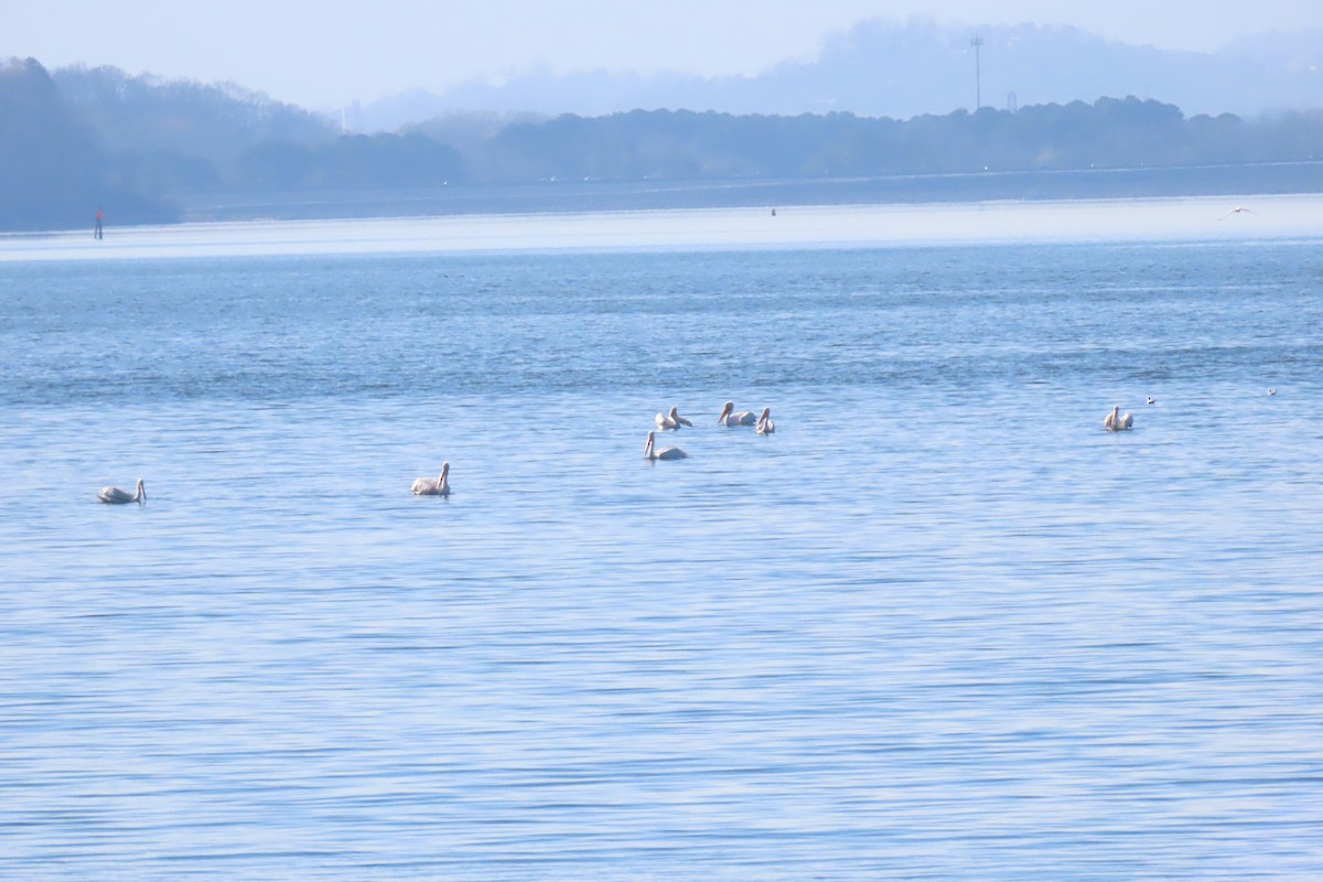 アメリカシロペリカン - ML646916226