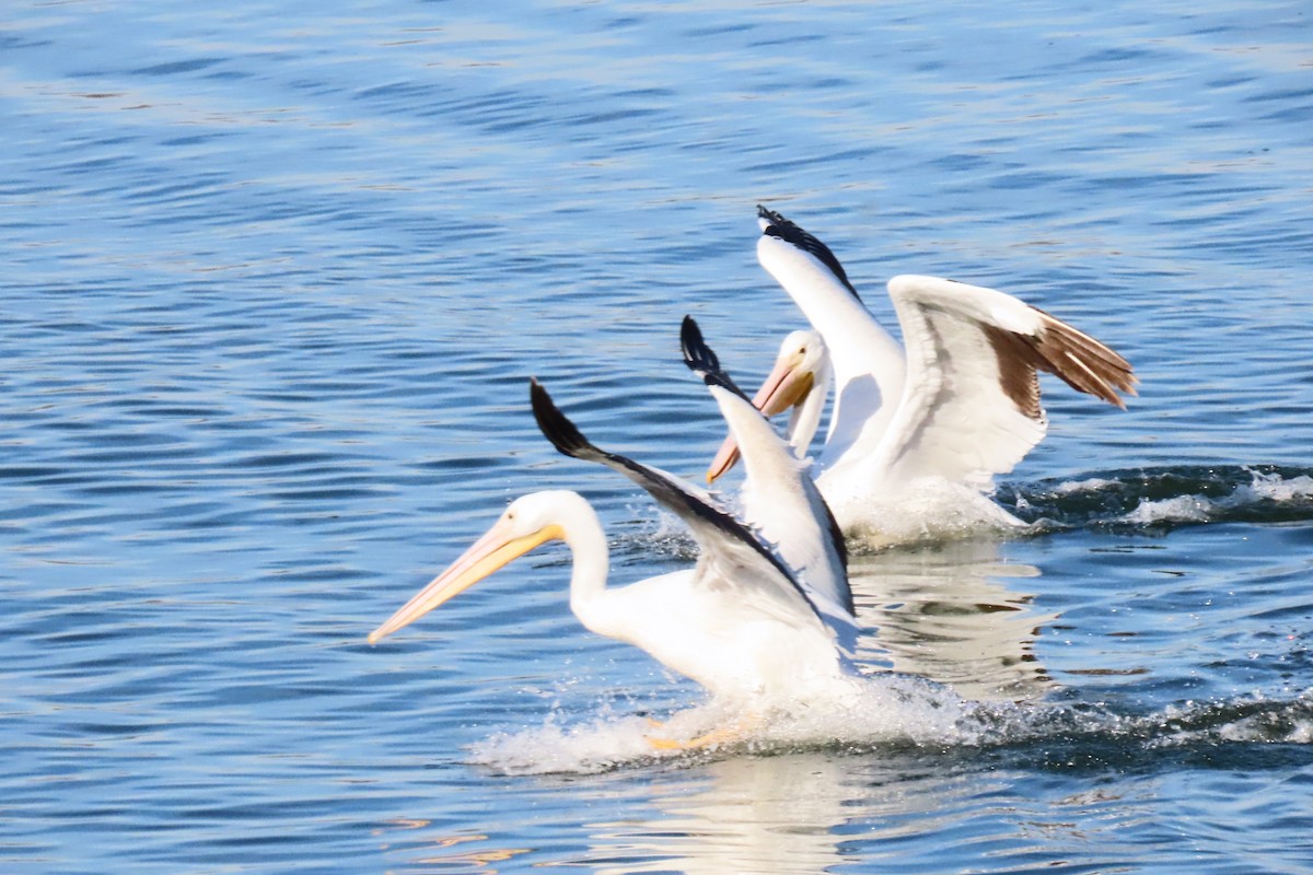 アメリカシロペリカン - ML646916227