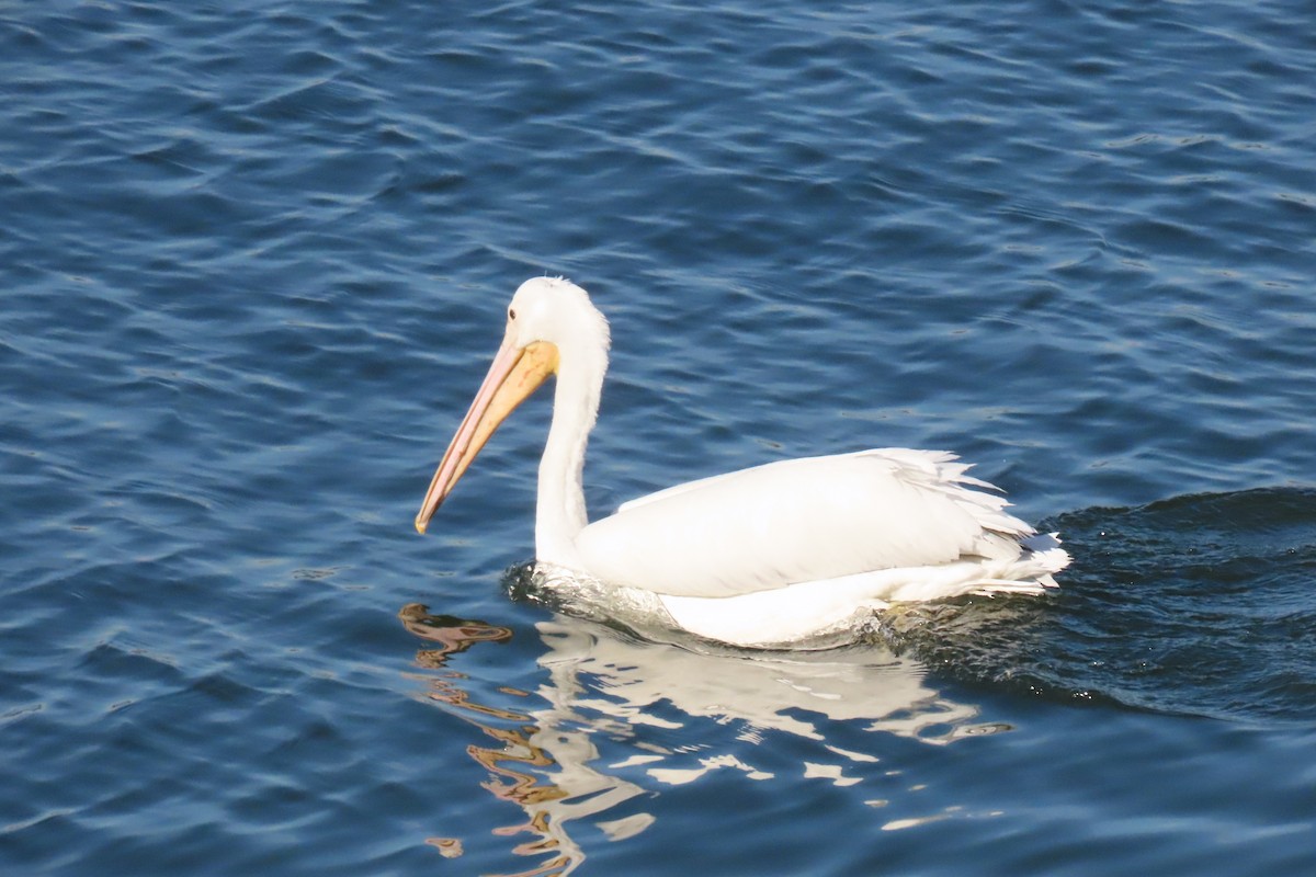 アメリカシロペリカン - ML646916228