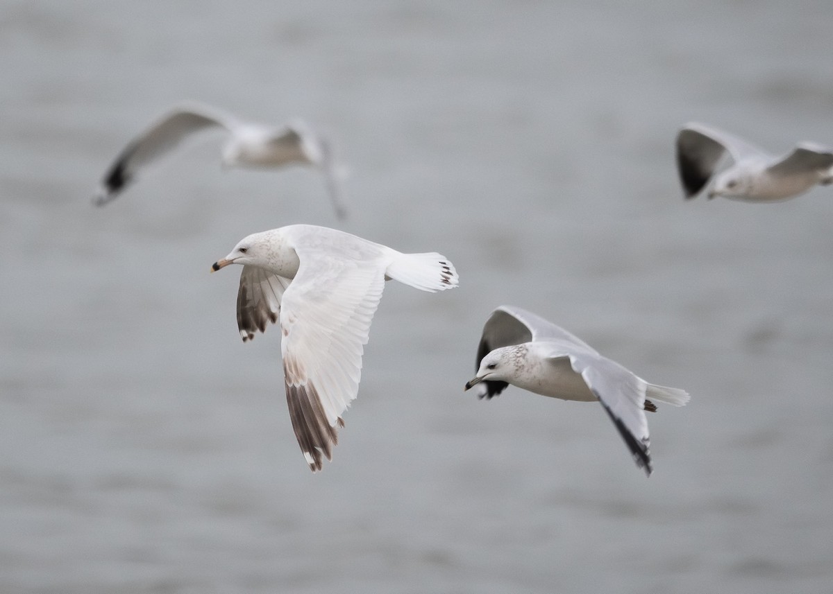 クロワカモメ - ML646916229