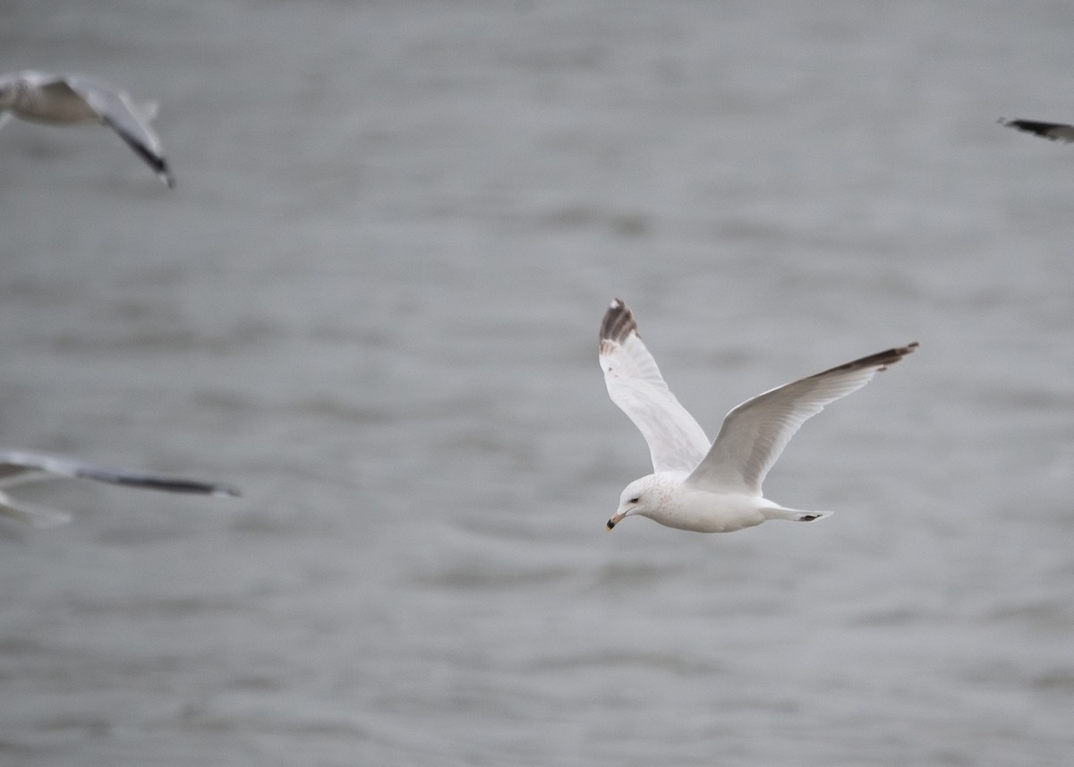 クロワカモメ - ML646916230