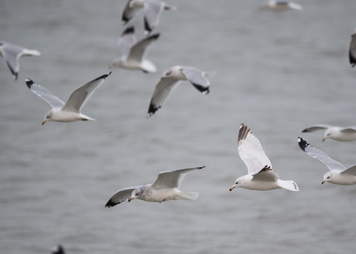 Делавэрская чайка - ML646916231