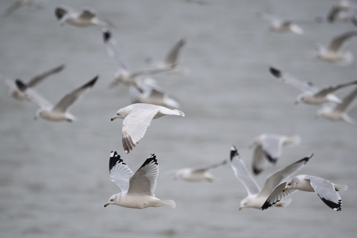 Делавэрская чайка - ML646916232