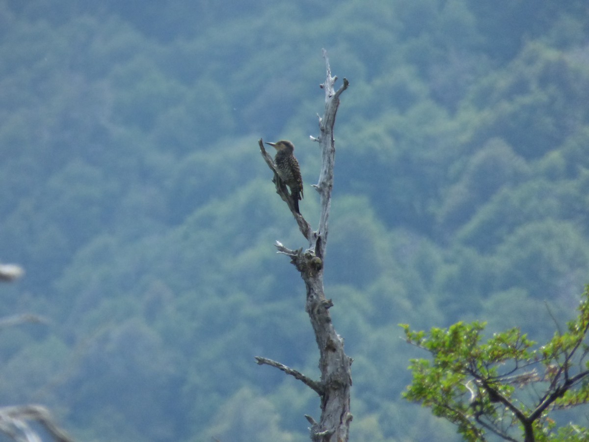 チリーアレチゲラ - ML646916233