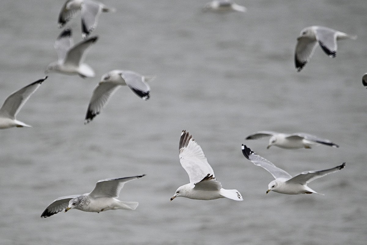 Делавэрская чайка - ML646916234