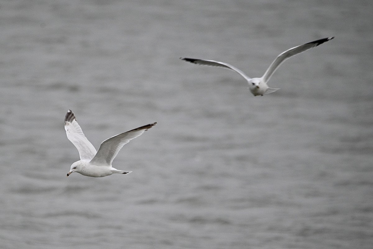 Делавэрская чайка - ML646916235