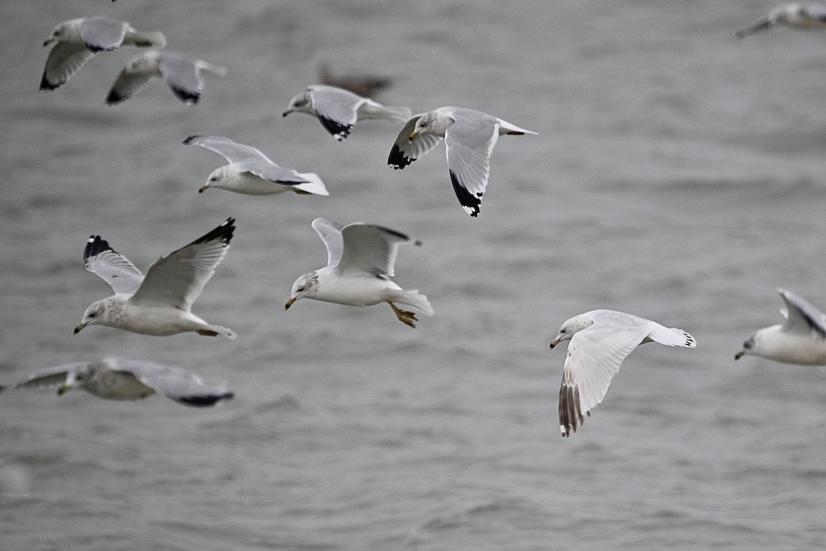 Делавэрская чайка - ML646916236