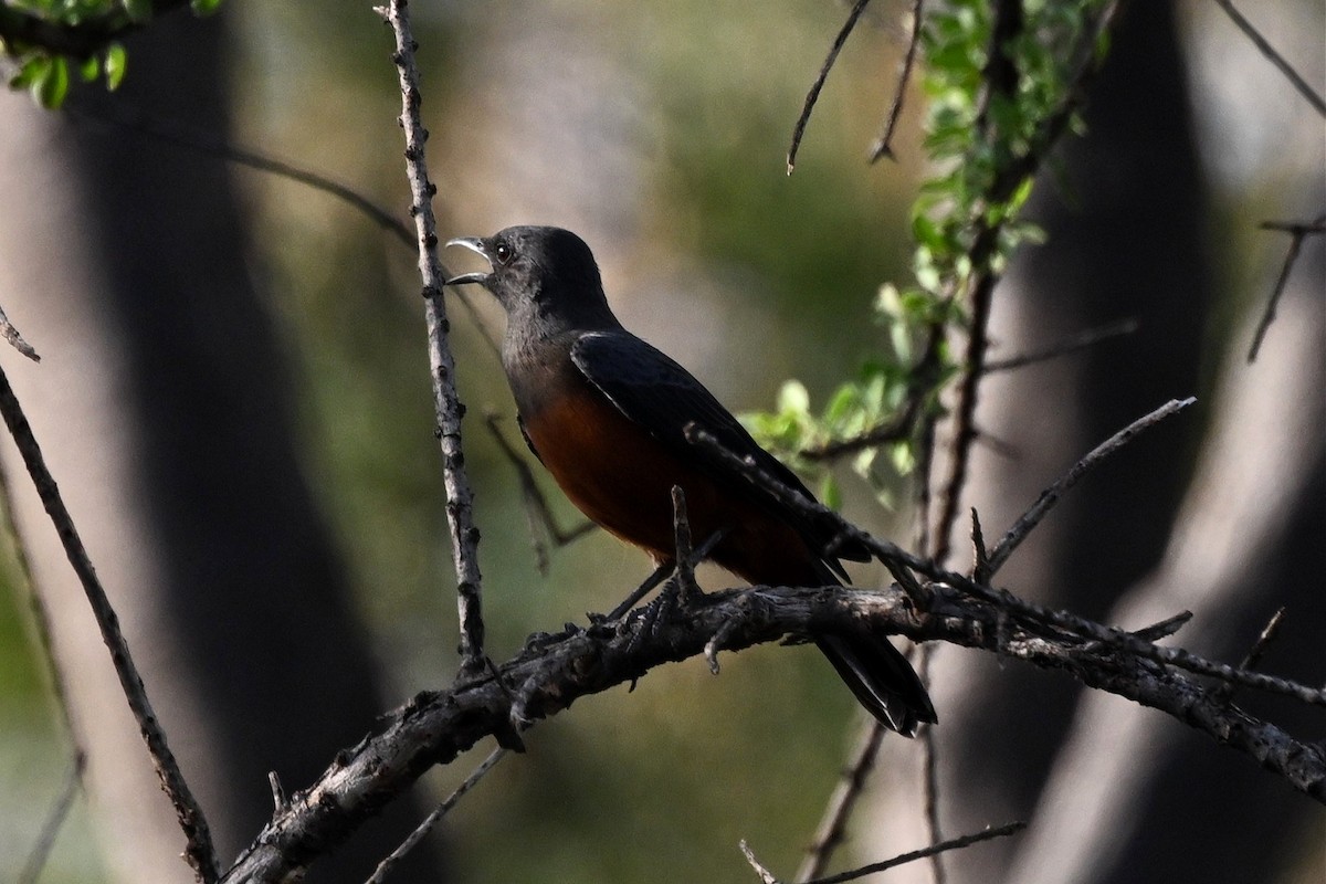 アカハラガケビタキ - ML646916237