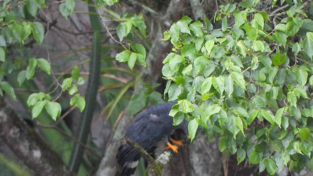 Hook-billed Kite - ML646916238