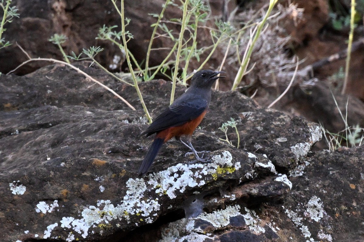 アカハラガケビタキ - ML646916239