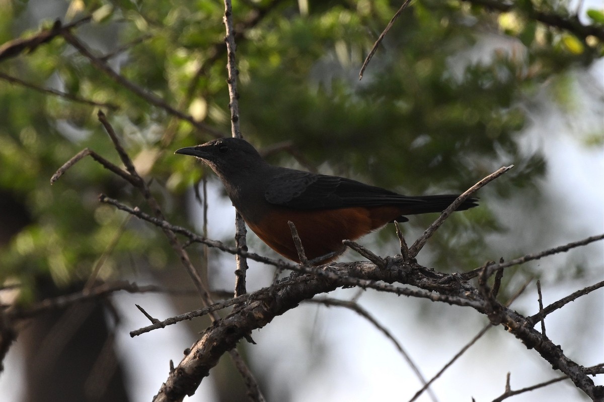 アカハラガケビタキ - ML646916240