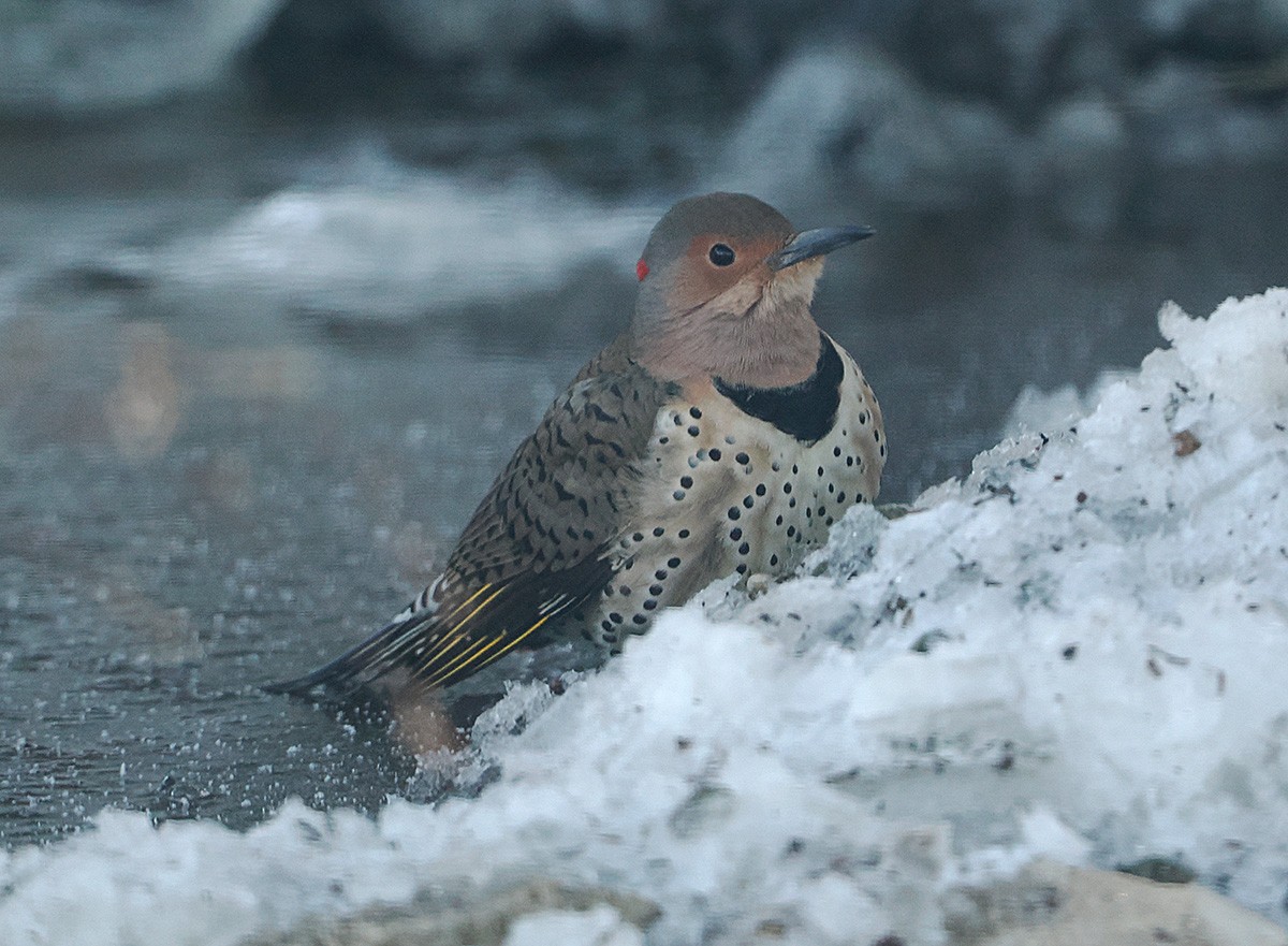 ハシボソキツツキ - ML646916242