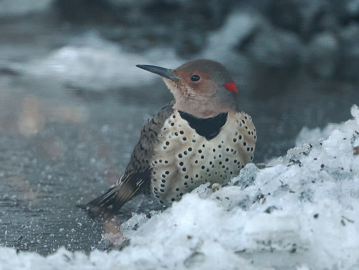 ハシボソキツツキ - ML646916243