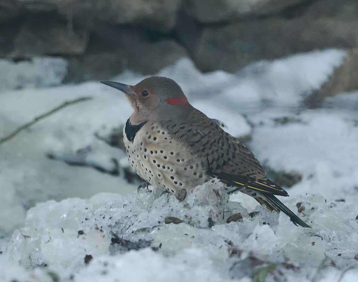 ハシボソキツツキ - ML646916244