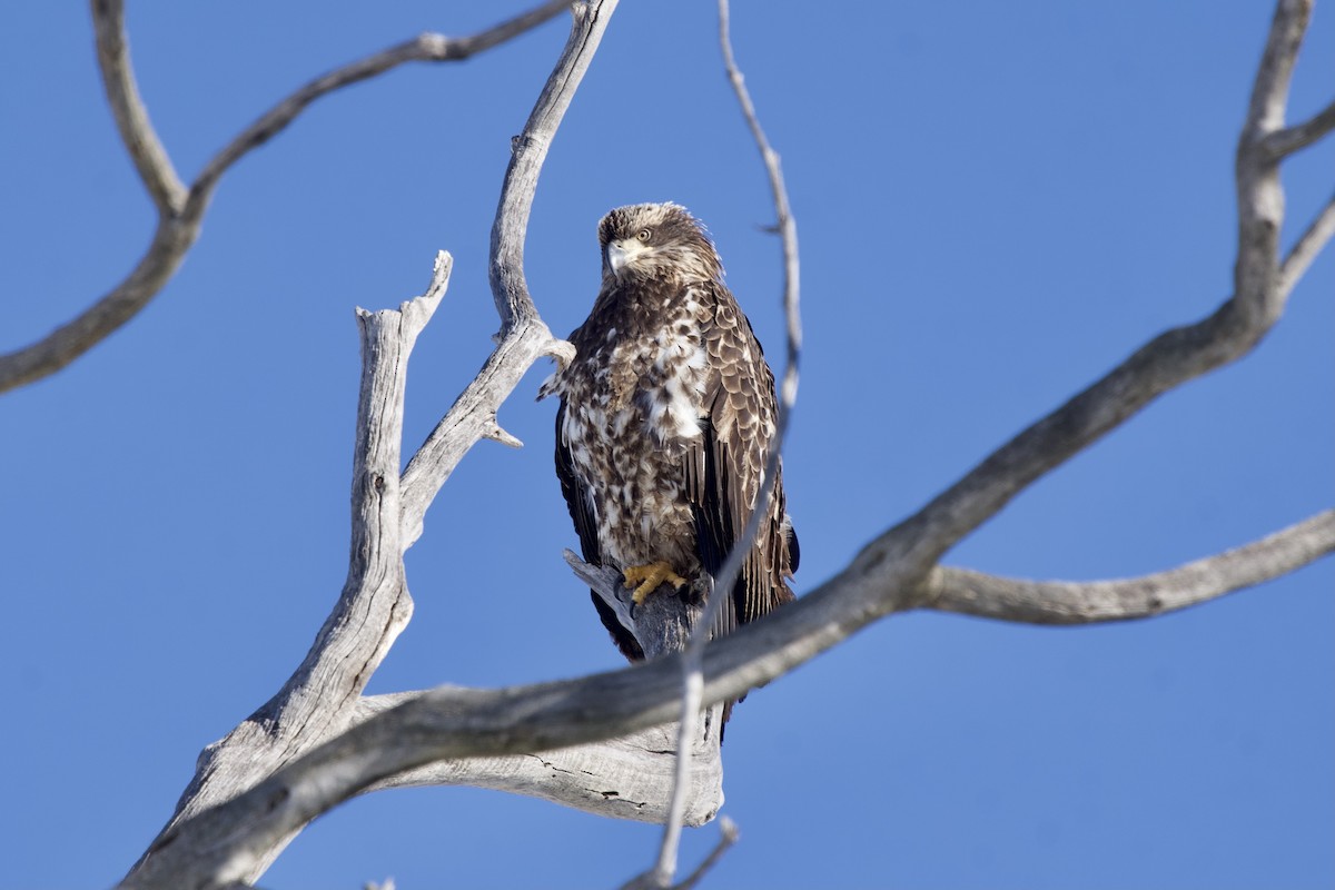 Bald Eagle - ML646916254