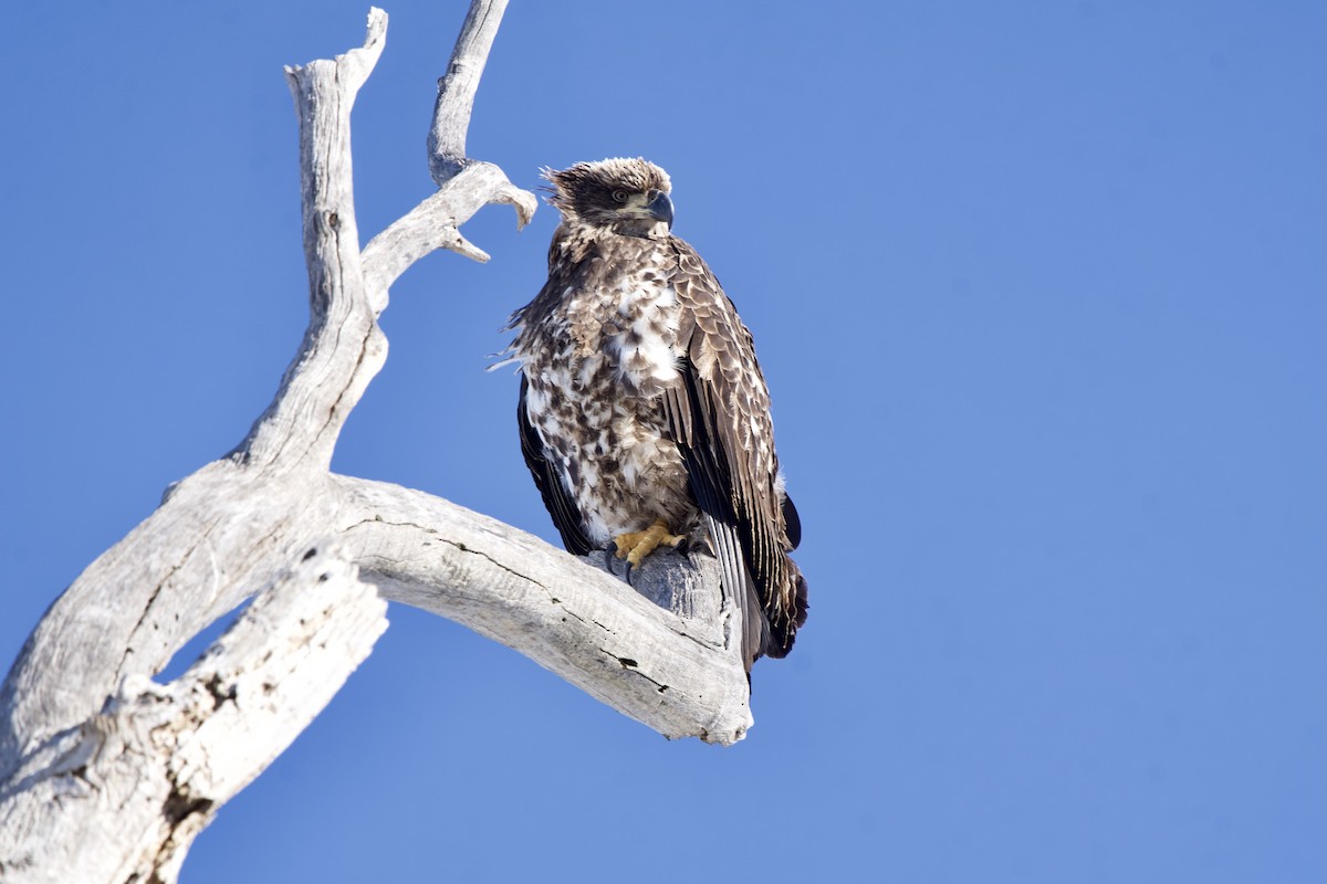 Bald Eagle - ML646916255