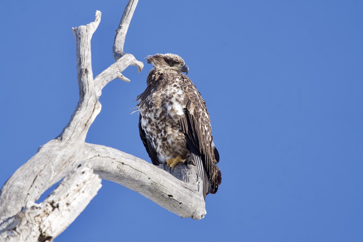 Bald Eagle - ML646916256