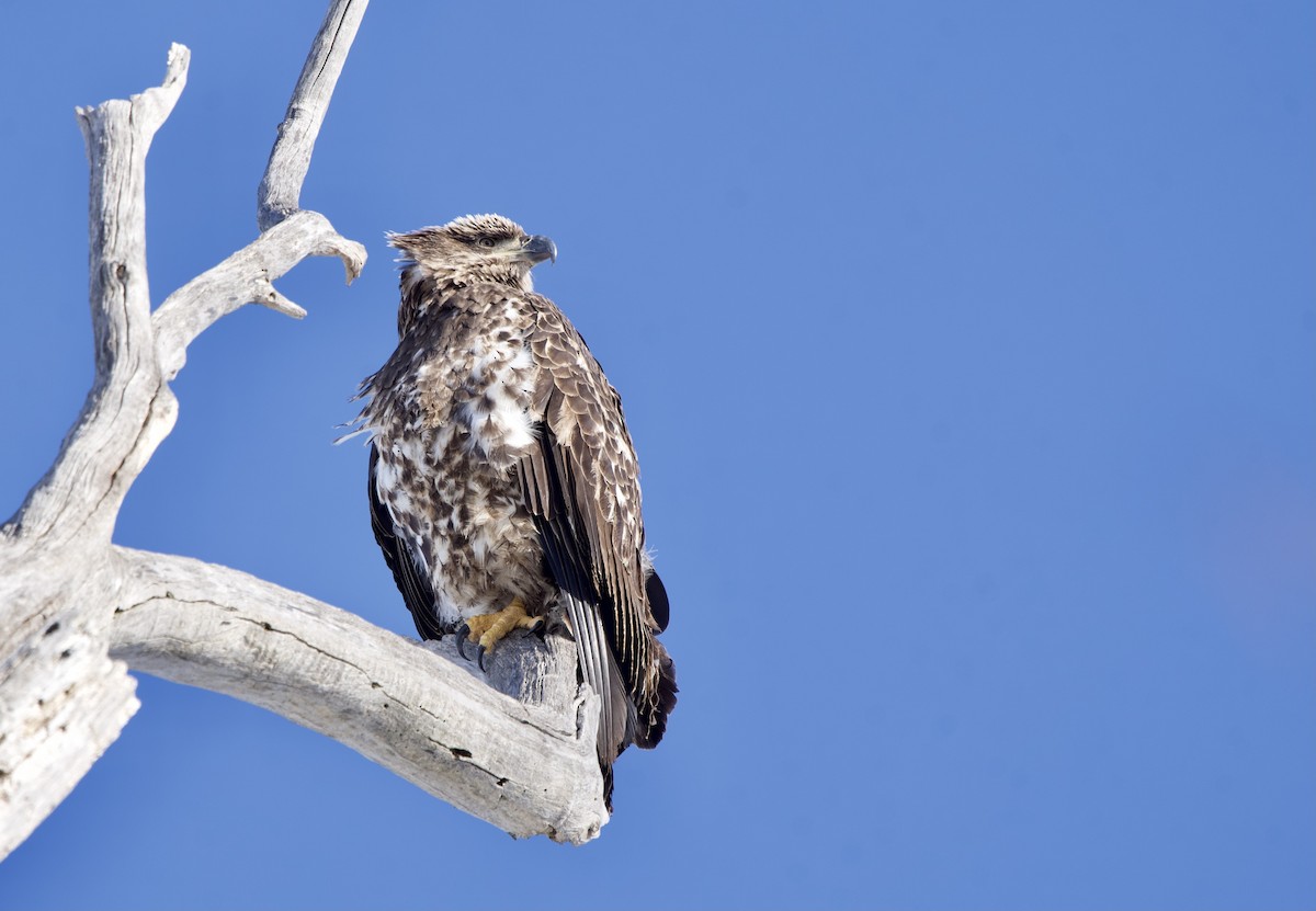 Bald Eagle - ML646916257