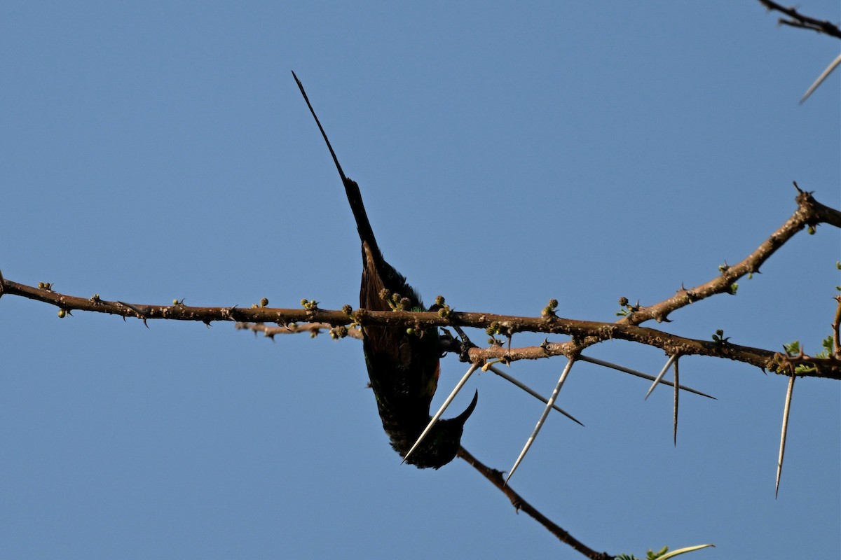 Souimanga à longue queue - ML646916258