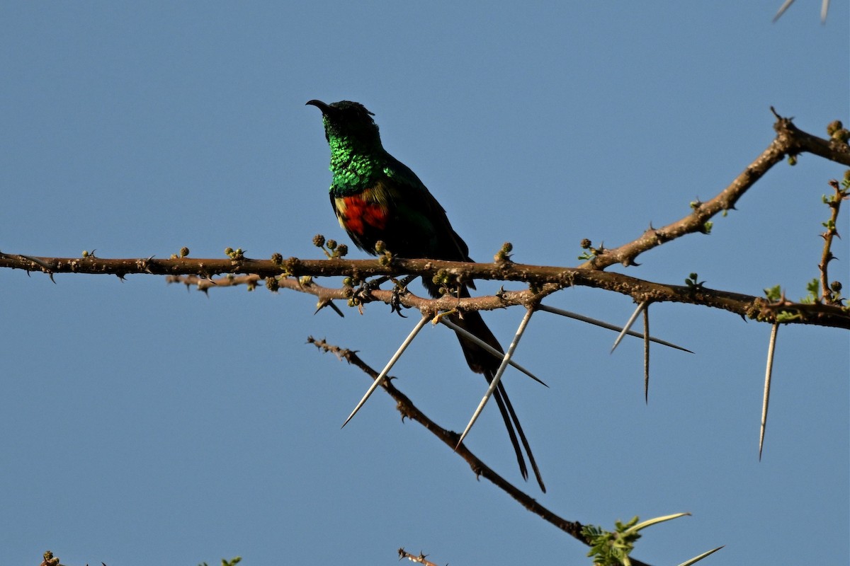 Souimanga à longue queue - ML646916259