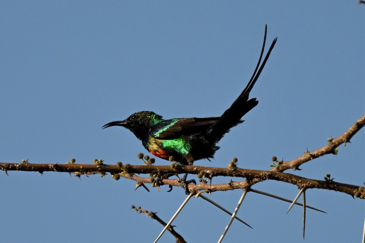 Souimanga à longue queue - ML646916260