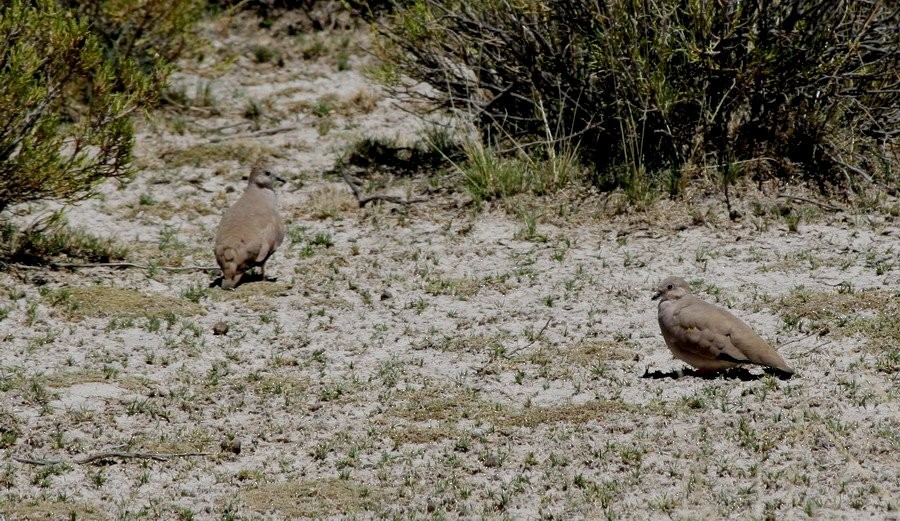 gullflekkdue - ML646916261