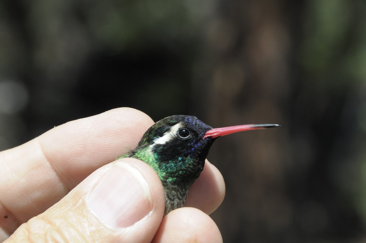 White-eared Hummingbird - ML646916267