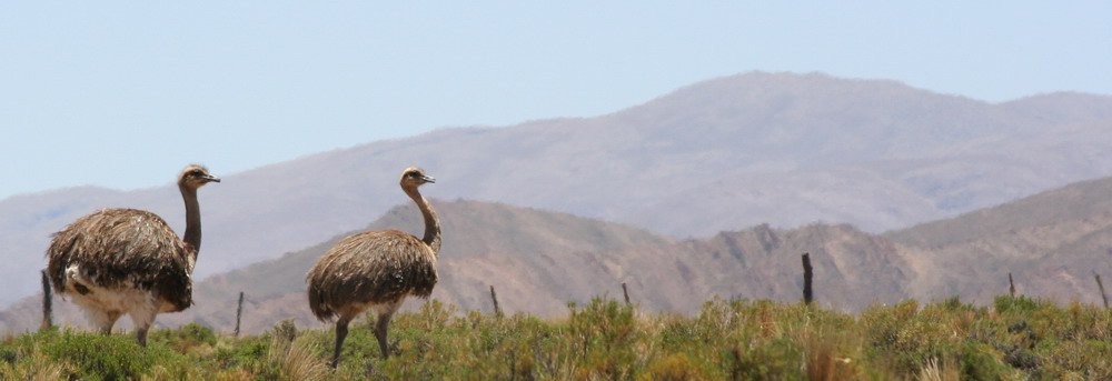 fjellnandu - ML646916268