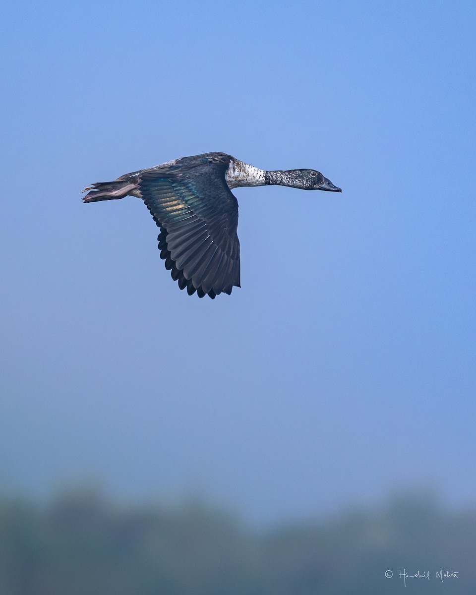 Knob-billed Duck - ML646916269