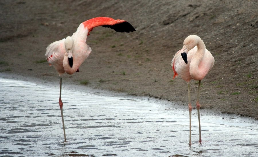 chileflamingo - ML646916276