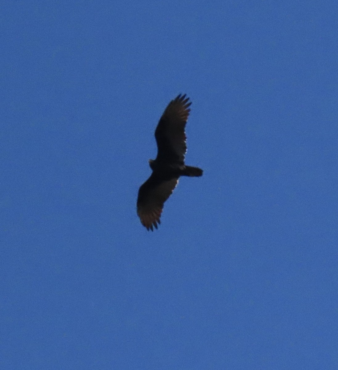 Turkey Vulture - ML646916277