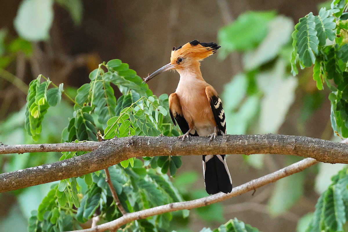 Argi-oilar malgaxea - ML646916278