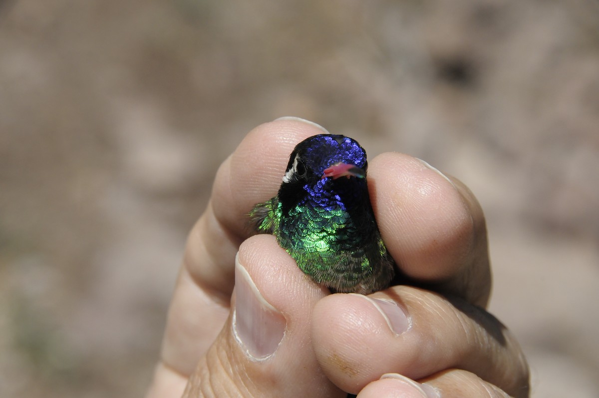 White-eared Hummingbird - ML646916282