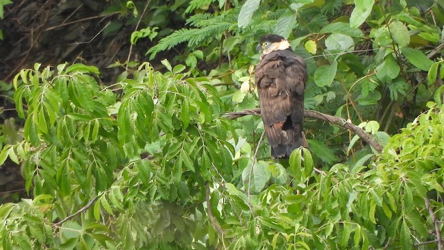 Hook-billed Kite - ML646916283