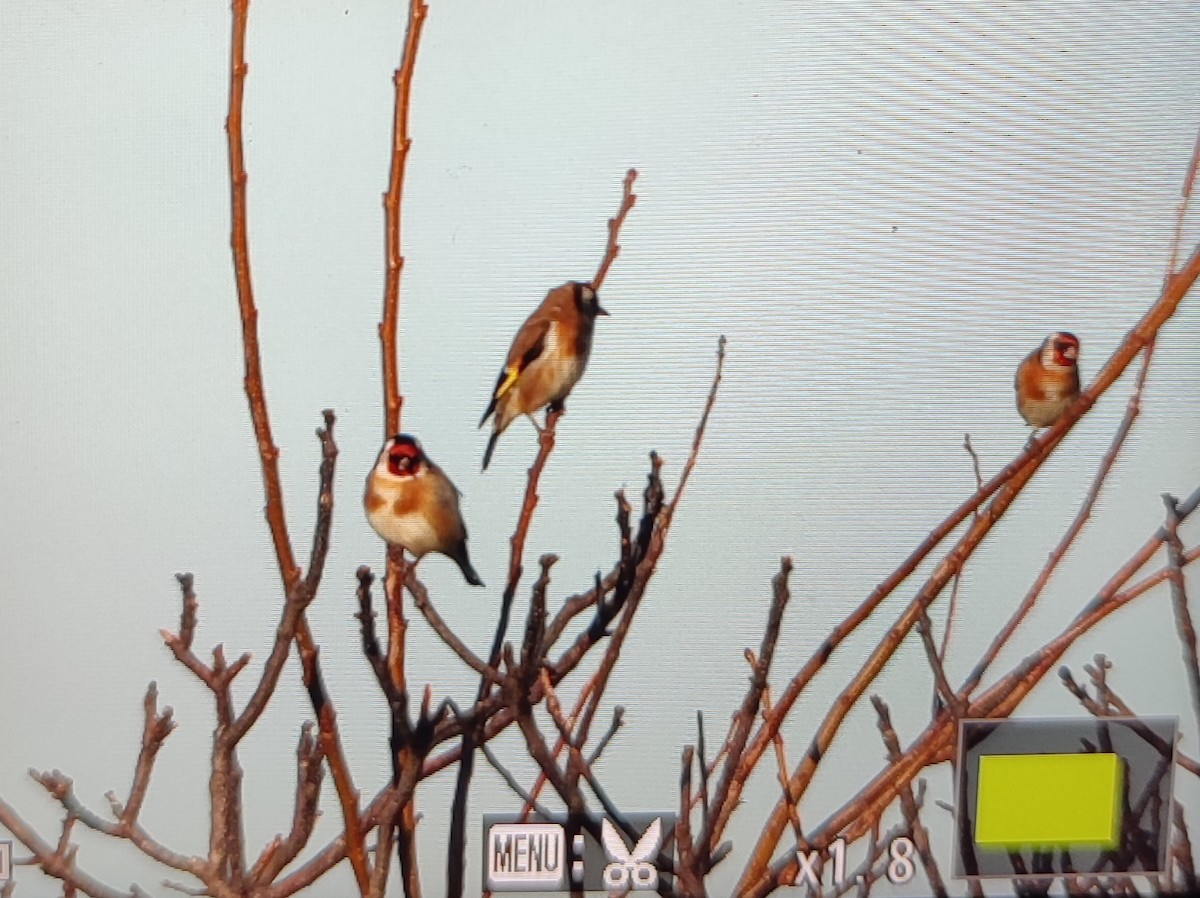 ゴシキヒワ - ML646916284