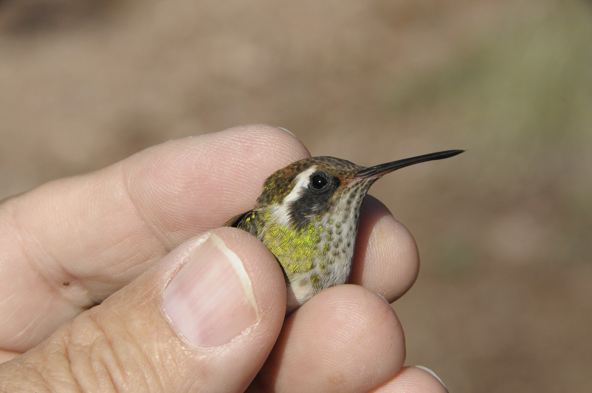 White-eared Hummingbird - ML646916287