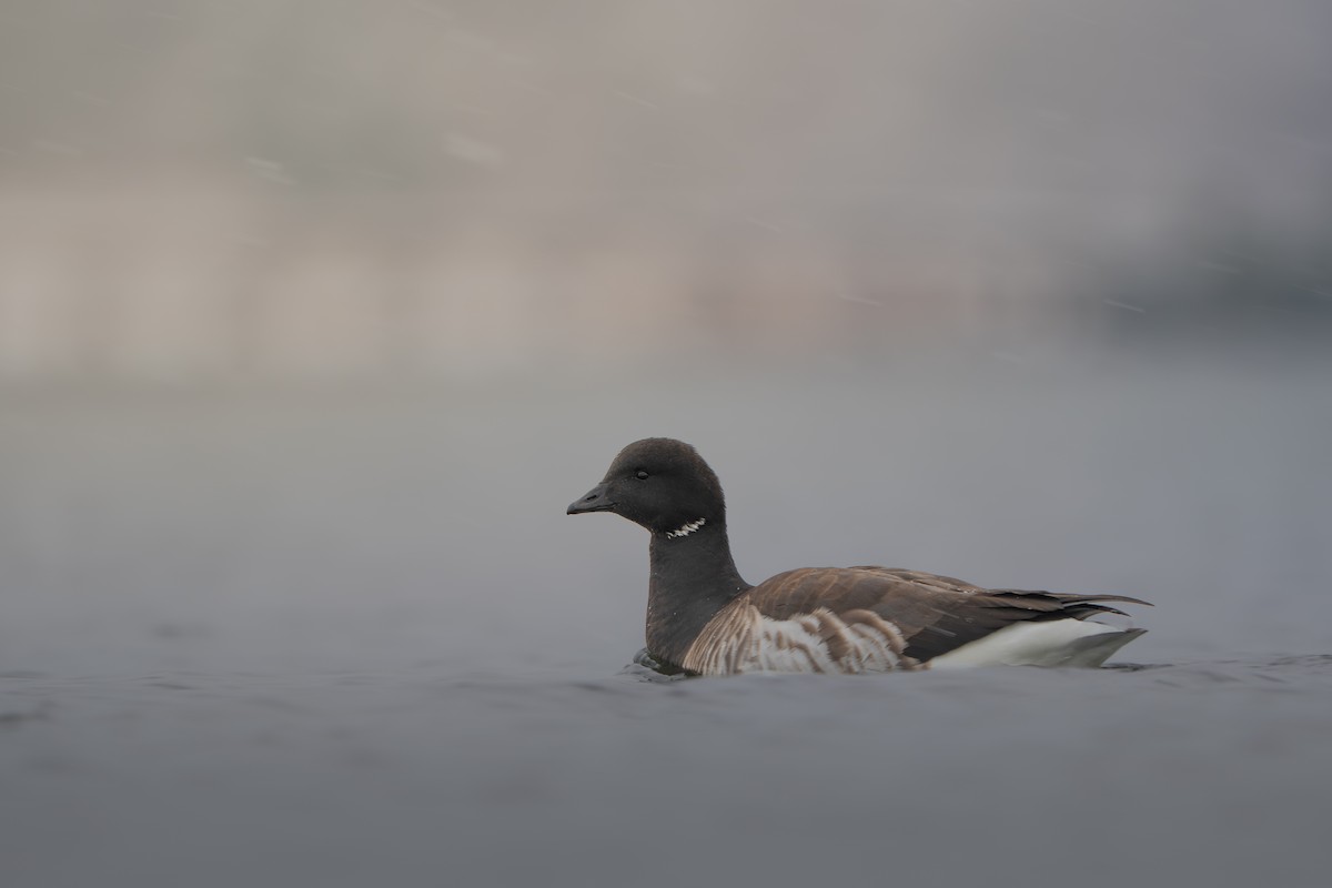 Brant - ML646916288