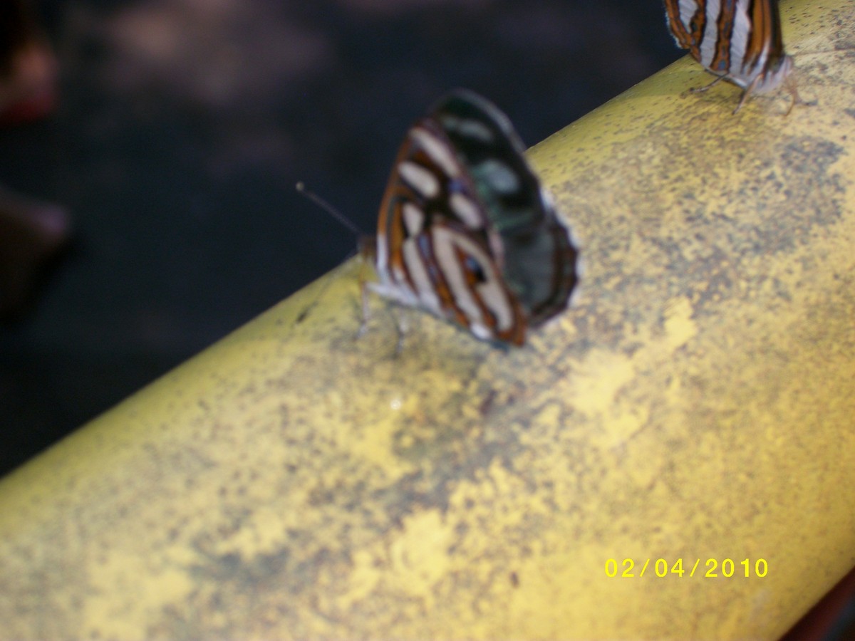 Insects - ML646916291